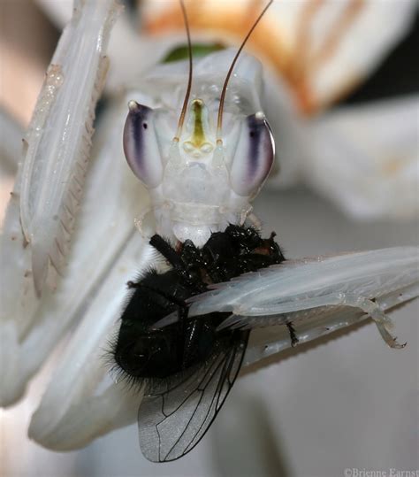 Orchid Mantis feeding IV by oOBrieOo on DeviantArt