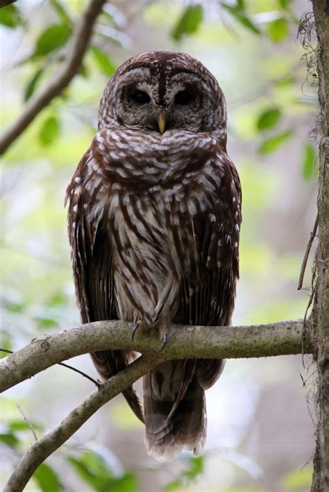 Ohio Birds and Biodiversity: Owl Webinar (free)!