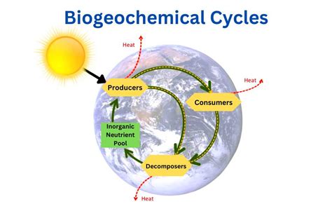 Biogeochemical Cycle Definition Types And Importance