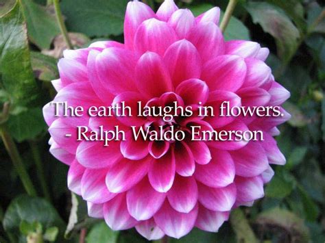 43 of the best flower quotes | The Florist Guide