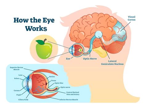 [DIAGRAM] Optic Nerve Eye Diagram - MYDIAGRAM.ONLINE