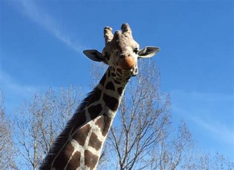 Zoo Boise giraffe euthanized - KIVITV.com Boise, ID