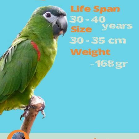 Blue and gold macaw lifespan weight size wingspan - Macaw Facts