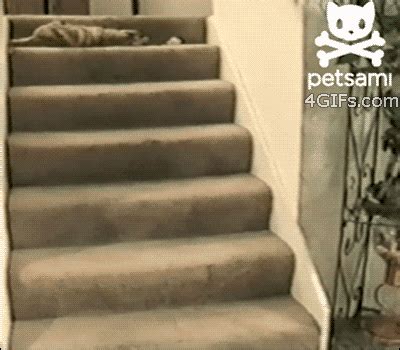 Animal Fail Falling GIF - Find & Share on GIPHY