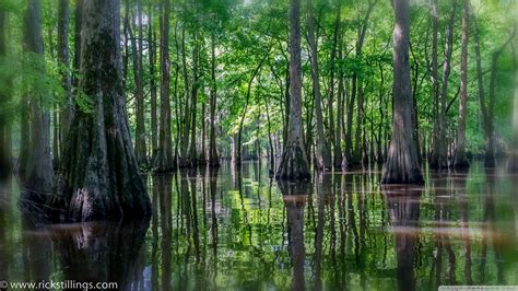 Swamp Ultra HD Desktop Background Wallpaper for 4K UHD TV : Tablet : Smartphone