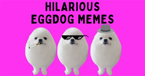 Top 10 Hilarious Eggdog Memes (With Template!)