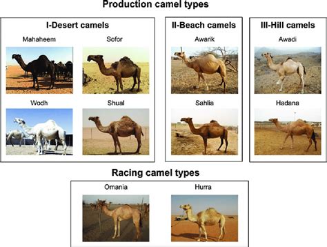 Arabian Peninsula Desert With Camels