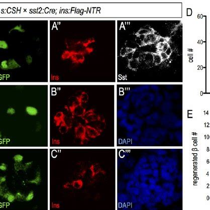 (PDF) Glucagon is essential for alpha cell transdifferentiation and ...