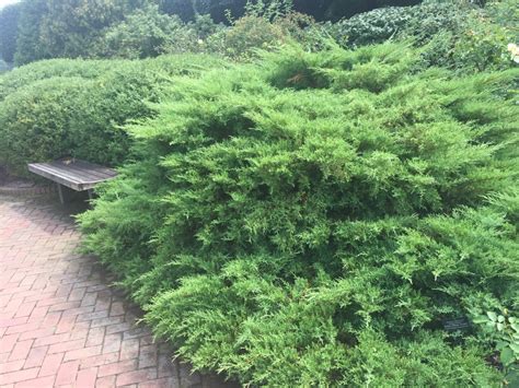 Creeping Juniper Ground Cover: Types, Care, and Propagation | Dengarden