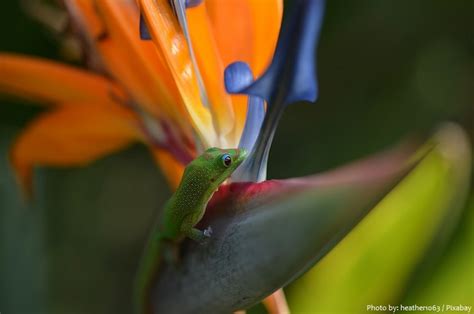 Interesting facts about birds of paradise flower | Just Fun Facts