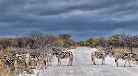 Etosha National Park - The World of Rare Animals in Namibia | Trip Ways