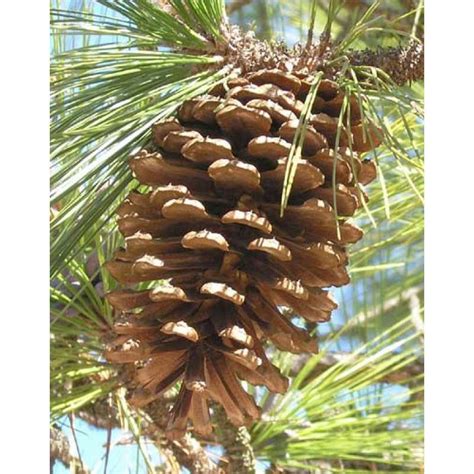 LongLeaf Pine Cones - Natural Long Leaf pinecones