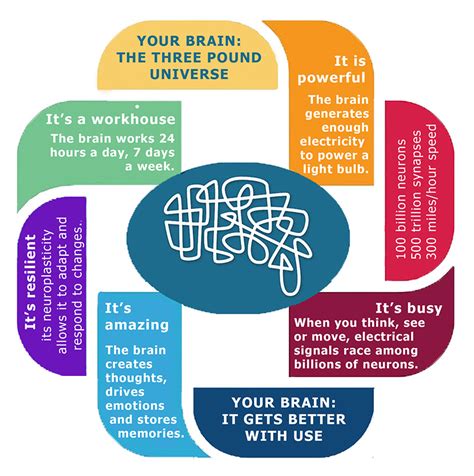 Brain Facts - Healthy Brains by Cleveland Clinic