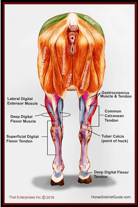 Vitals & Anatomy - Horse Side Vet Guide in 2022 | Horse anatomy, Horses ...