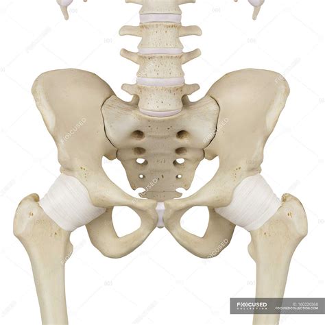 Structural anatomy of human pelvis — computer artwork, plain background - Stock Photo | #160220568