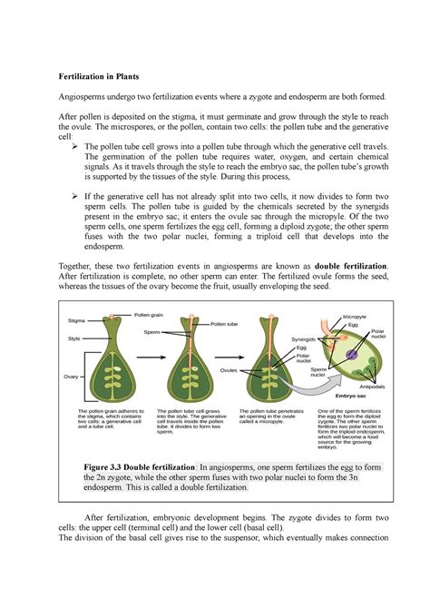 Fertilization in Plants - Fertilization in Plants Angiosperms undergo two fertilization events ...