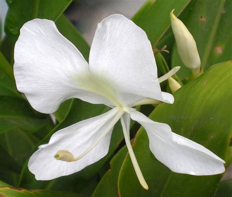 Hablando de la mariposa blanca, la flor nacional - Revista Más Cuba