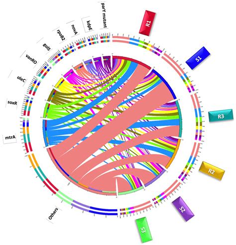 Frontiers | Abundant antibiotic resistance genes in rhizobiome of the human edible Moringa ...