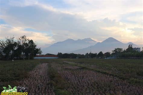 Perjalananku: Pemandangan gunung Arjuno & Welirang di Sawah Tanggulangin