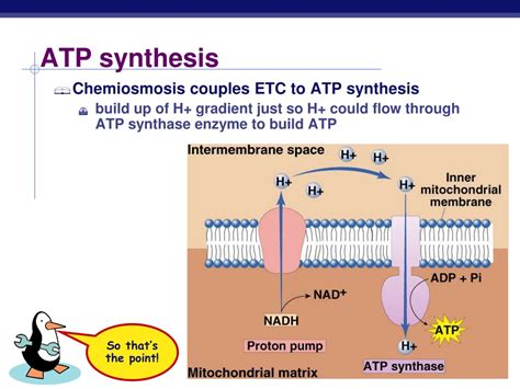 PPT - Cellular Respiration Electron Transport Chain PowerPoint ...