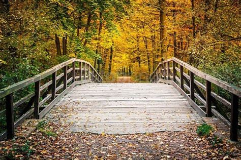 Autumn Forest Landscape With Bridge Hd Wallpaper Background Best Stock ...