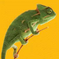 Chameleon Food GIF - Chameleon Food - Discover & Share GIFs