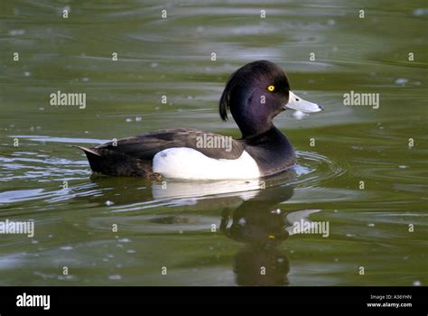 Tufted duck male Stock Photo - Alamy