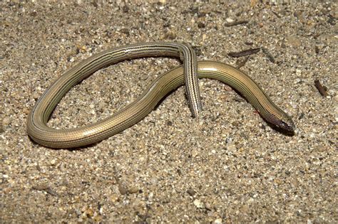 4 Weird Legless Lizard Species Found – National Geographic Society Newsroom