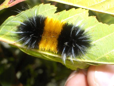 Spotted Tussock Moth caterpillar? - Lophocampa maculata - BugGuide.Net