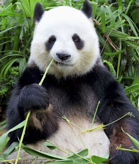 11 Picky Eaters of the Animal Kingdom | Panda bear, Giant panda bear, Giant panda