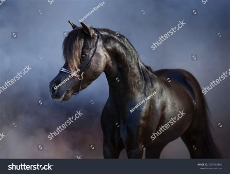 Portrait Beautiful Black American Miniature Horse Stock Photo 1503183860 | Shutterstock