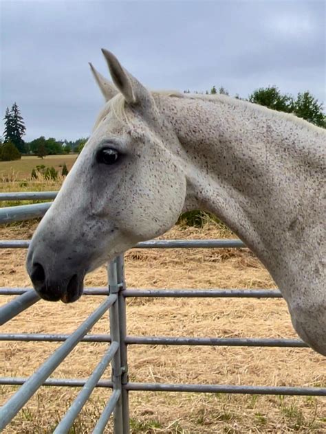 Horses for Adoption or Placement — Lipizzan Rescue Foundation