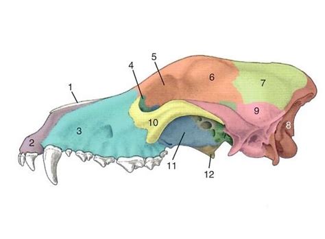 Canine Skull Lateral View - Bones Diagram | Quizlet