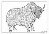 Free Printable Realistic Yak Coloring Pages For Adults sketch template