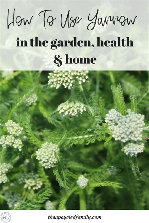 How to use Yarrow for Garden, Health, and Home | Herb garden, Herbs ...