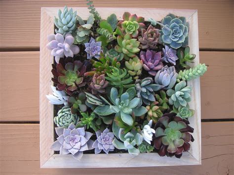 Complete Succulent Wall Art Kit Comes With 25 Cuttings Moss