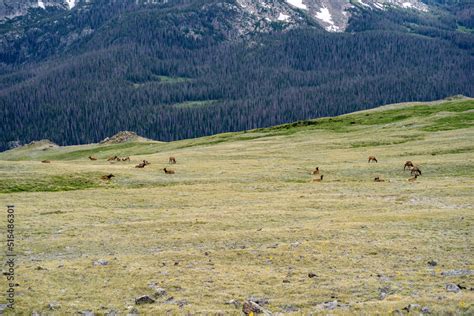 The herd of elk at Rocky Mountain National Park in Colorado Stock Photo ...