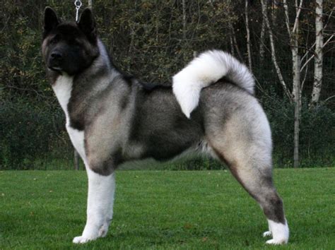 Big American Akita photo and wallpaper. Beautiful Big American Akita ...