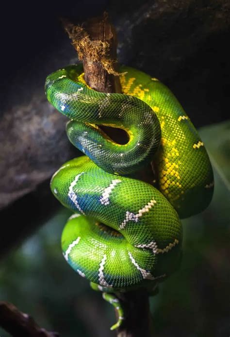 12 Striking Amazon Rainforest Snakes • I Heart Brazil