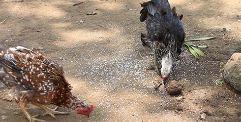 Chickens Eating Seeds by NixyJungle | VideoHive