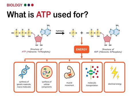 The Cellular Powerhouse: How ATP Fuels Your Cells and Boosts Energy PrimalHerb.com