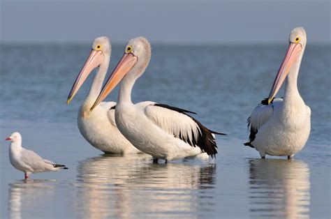 Coorong National Park (Official GANP Park Page)