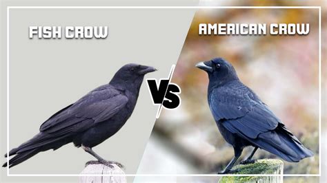 Fish Crow vs American Crow: What Are Differences?