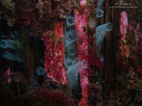 Tunicates – Your Distant Cousins? | The Marine Detective