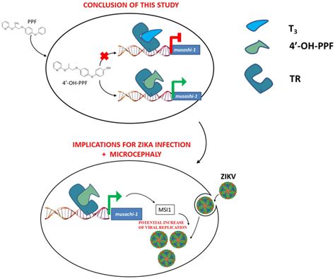 The pyriproxyfen metabolite 4’OH- pyriproxyfen disrupts thyroid hormone signaling and enhances ...