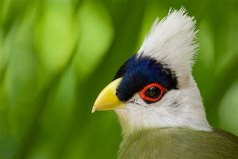 Cuckoo Bird | Best Wallpapers