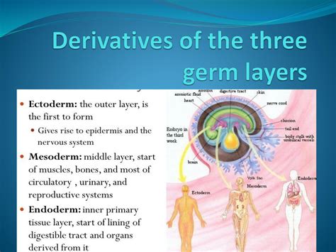 SOLUTION: Derivatives of the 3 germ layers - Studypool