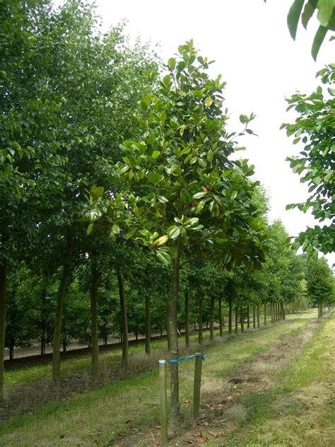 Magnolia grandiflora | Magnolia grandiflora - Van den Berk Nurseries