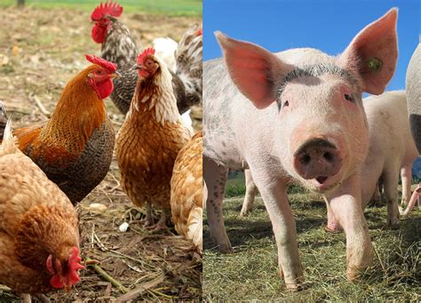 Blog: CIRCLES strategy for poultry and swine food chains - Circles