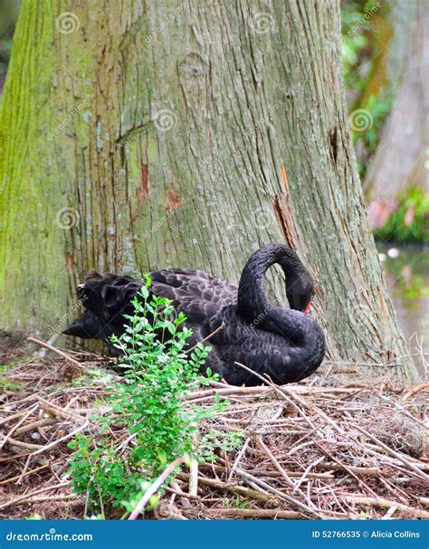 Female Black Swan Nesting stock image. Image of statue - 52766535